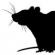 Hiina horoskoobi rott, (hiir)