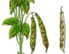 Choroby rastlín spôsobené hubami