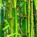 Bambus: miks unistada